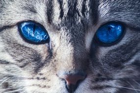 portrait of a gray cat with bright blue eyes