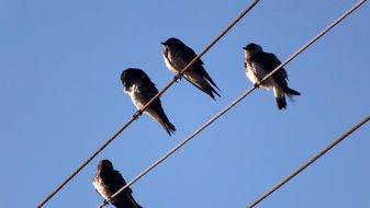 beautiful and cute Birds Sparrow