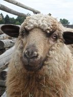 muzzle of a furry sheep on a farm