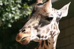 Colorful cute giraffe head in the sunlight