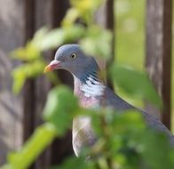grey Pigeon in greenery