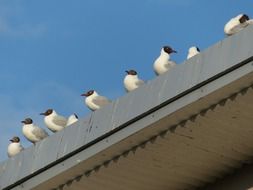 black headed seagulls sitting in row on roof