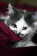 cute gray kitten