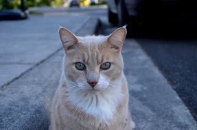 charming pensive cat
