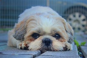 Shih Tzu lying