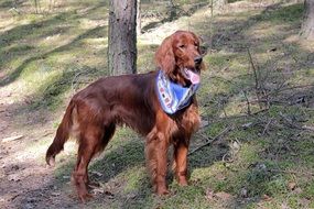 Red doggy in a forest