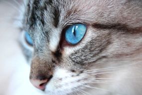 gray cat with blue eyes on a macro photo