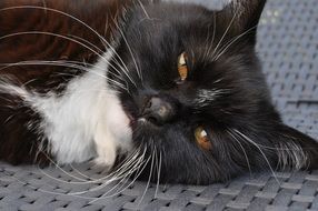 Lazy black and white kitty