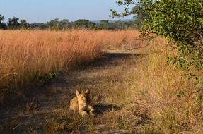 Lions Wildlife Africa