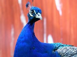 portrait of blue peacock on a pink background