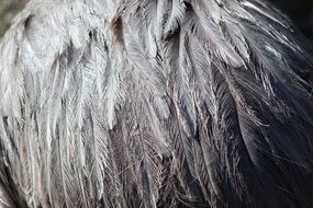 gray ostrich feathers