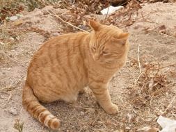 Red Cat sitting on ground