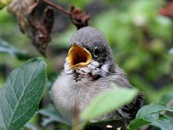 nestling of a sparrow on a bush