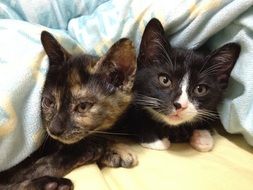 two spotted kittens under a warm blanket