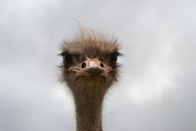 face of a hairy ostrich close up