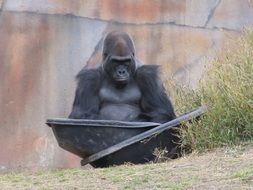 male Black gorilla sitting