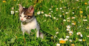 cute kitten sits in the field