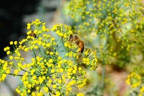 insect on yellow tiny flowers
