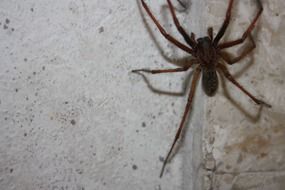 spider on the concrete wall