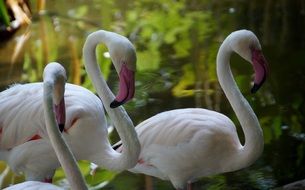 delectable Flamingos Water Bird