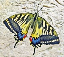 swallow tailed butterfly on the stone