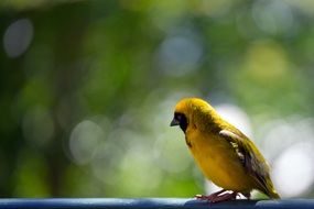 pretty Yellow Weaver Bird