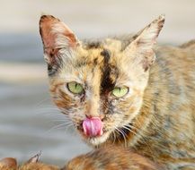 angry cat close-up