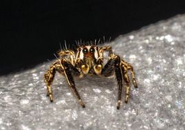 Jumping Spider