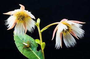 exotic flower with spider on the leaf