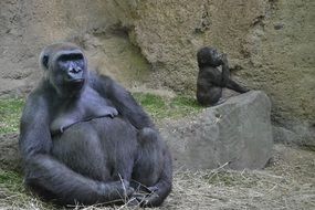 Family of cute gorillas live in the zoo