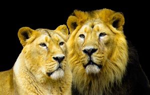 lion and lioness in the animal world