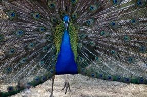 peacock with colorful rich plumage