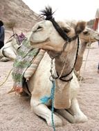 unmatched Camel Animals