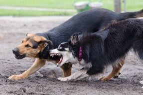 roaring border collie and mongrel