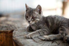 gray cat is resting on a log