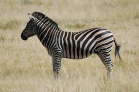 zebra in natural habitat