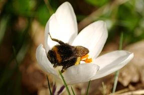insect on a white crocus flower