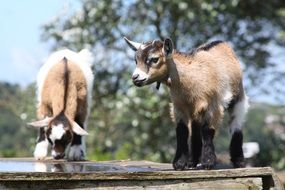 Kid goats on the farm
