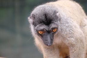 animal with orange eyes in the park