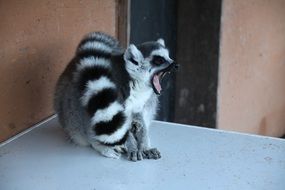 madagascar lemur