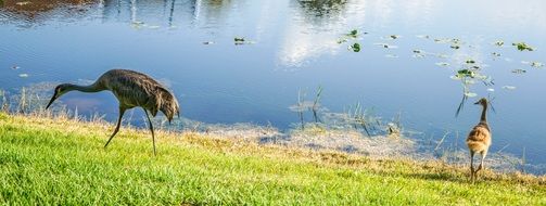 sand hill cranes in wildlife