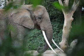 elephant with sharp tusks