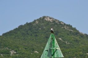 Bird Mountain Sea Seagull