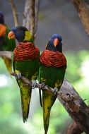 a pair of parrots sitting on a tree branch