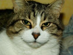 fat domestic cat close up