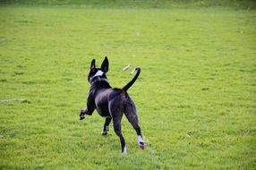 black dog playing on green grass