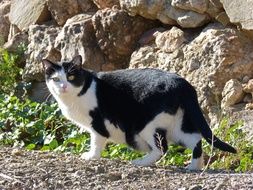 Black And White cat walking at rock