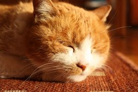 sleeping domestic red cat