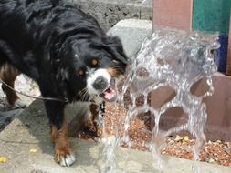 berner sennen dog drinks from the fountain