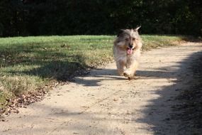 gorgeous beauty Terrier Dog